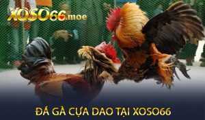 Đá gà cựa dao